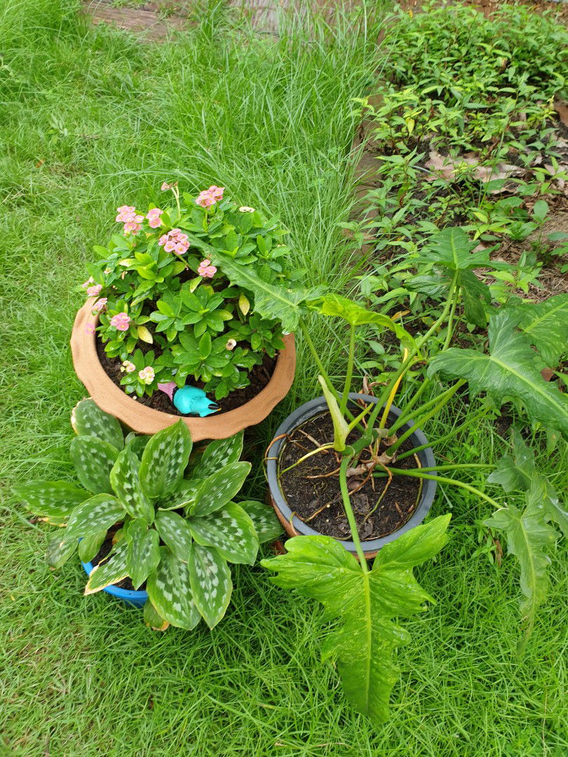 Tamon Ni profile icon