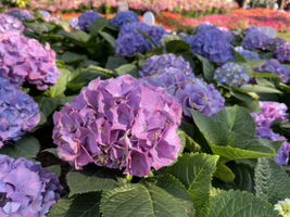 Wissanu Tabtim Kru-Maxkee profile icon