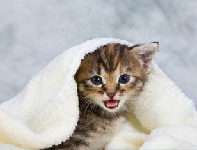 Fatin.Farhanah profile icon