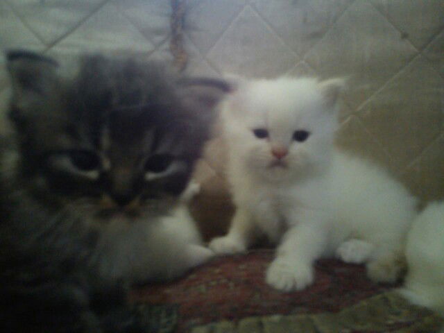 Eleonora profile icon