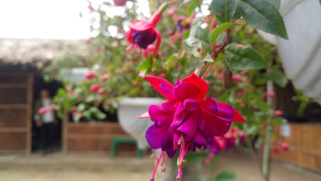 Ngọc Ánh profile icon