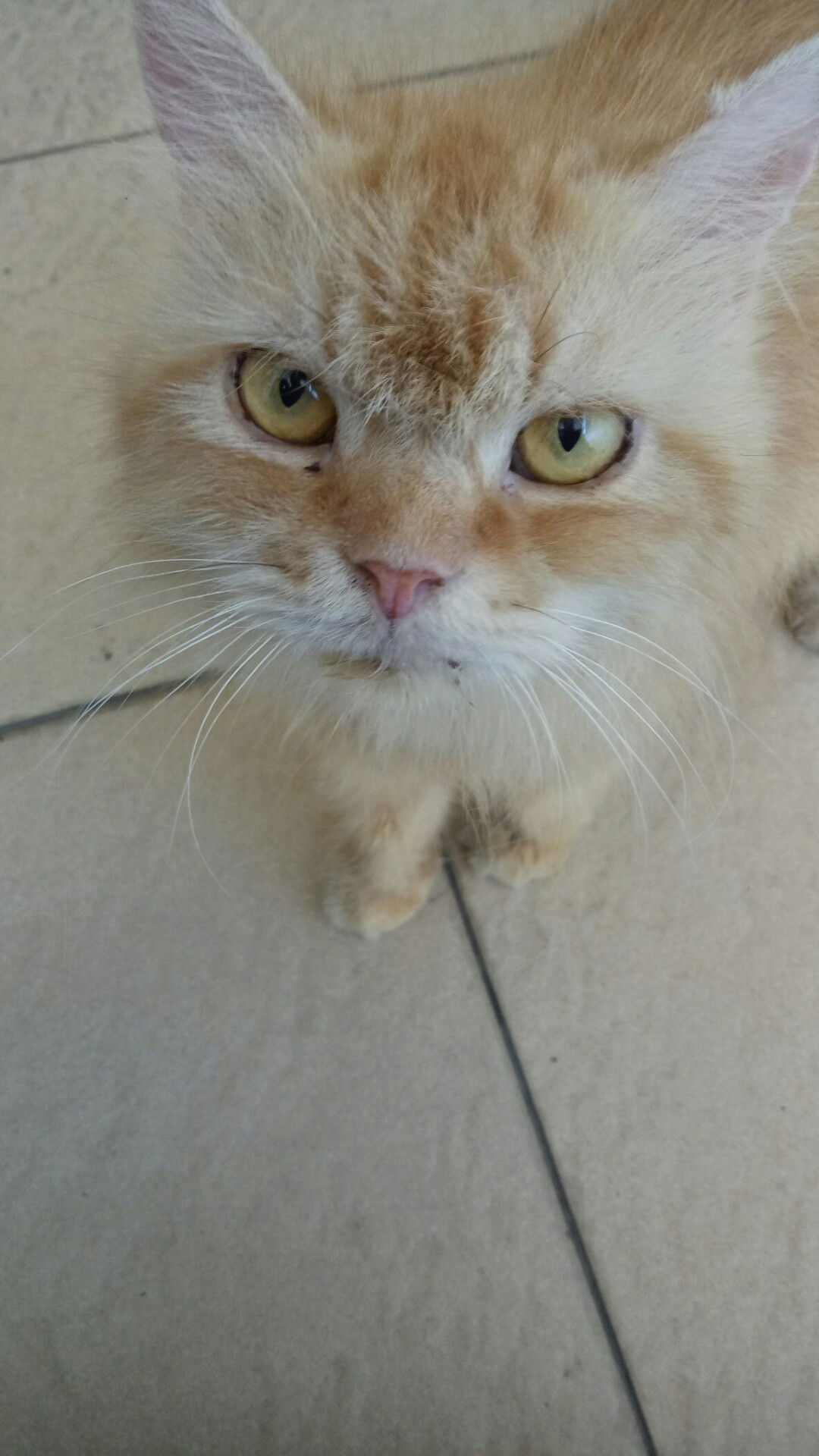 Desy H N profile icon