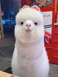 蜜蜜 profile icon