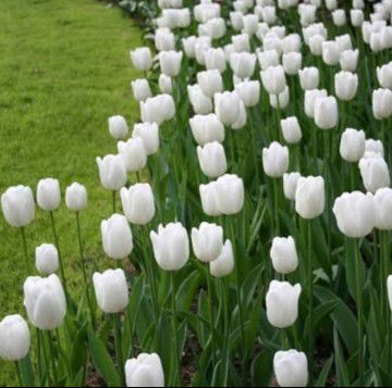 Meida Kurniawati profile icon