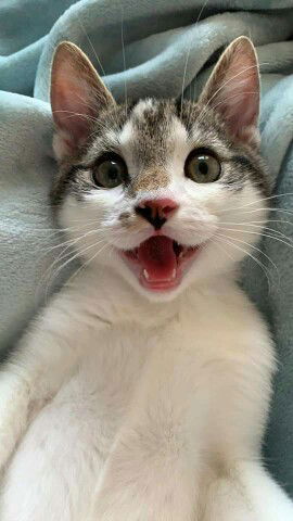 Mrs. Kitty profile icon