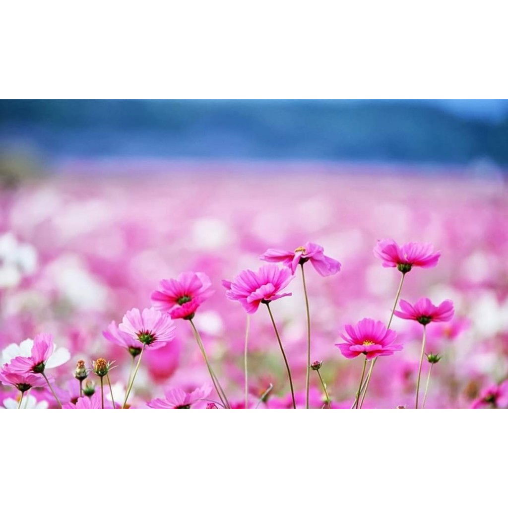 dinda maulida profile icon