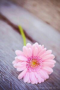 Fatimah Nur I profile icon