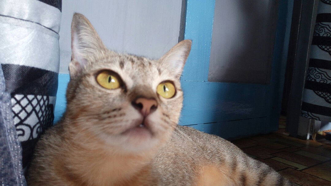 astiana profile icon