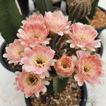 pattama prompanjai profile icon