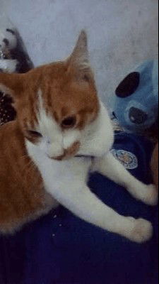 Mantita Hongpuay profile icon