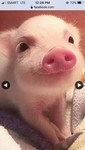 Joyce profile icon