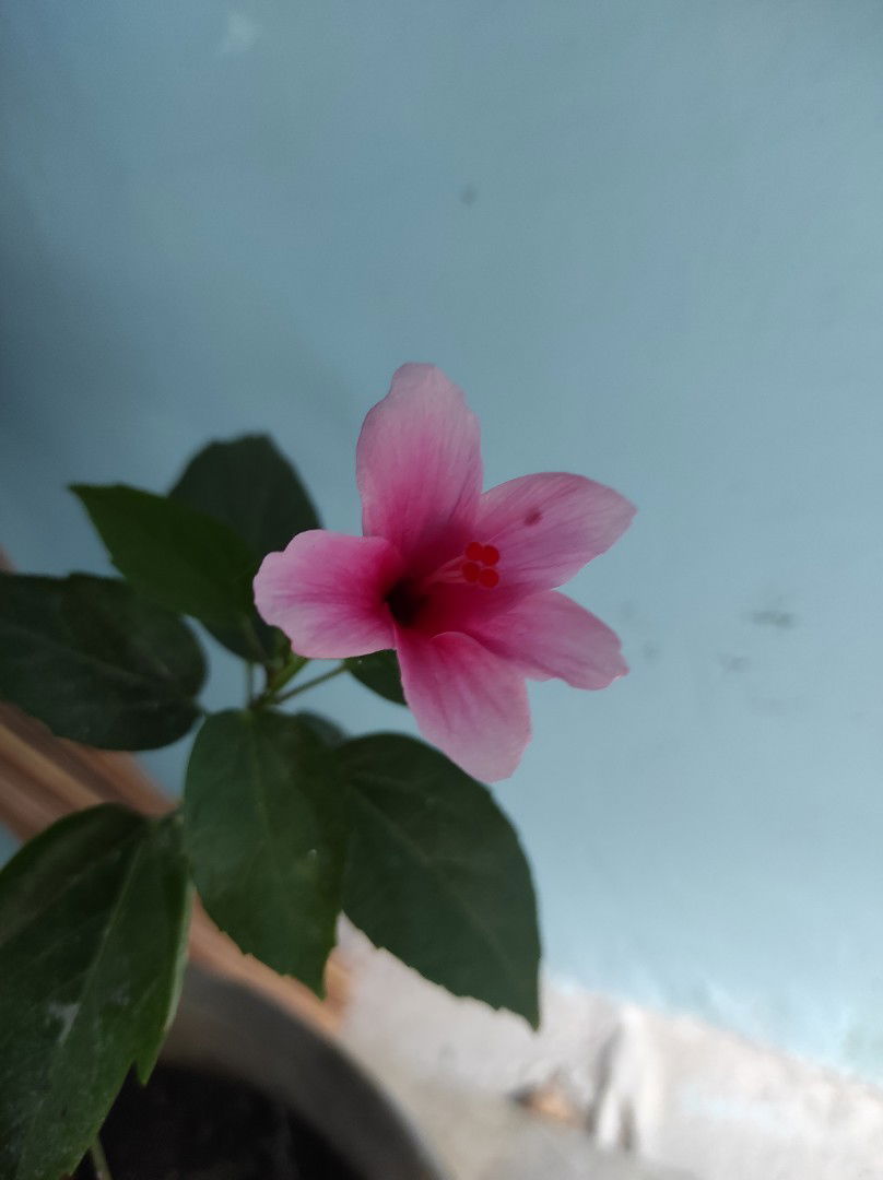 dinemarie profile icon