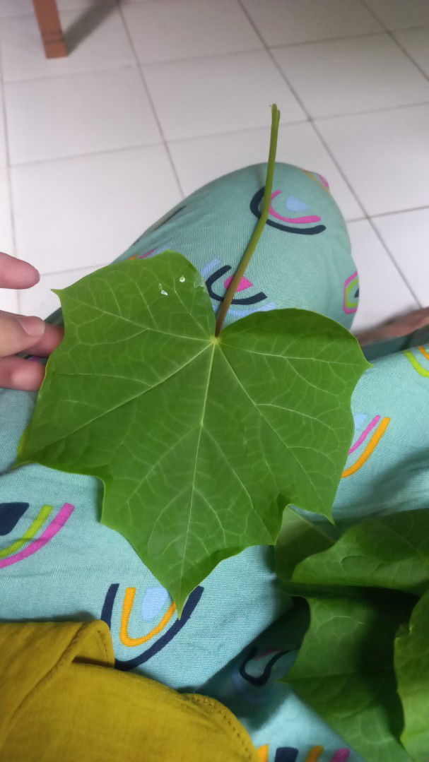 Yuni ( ummu ammar ) profile icon