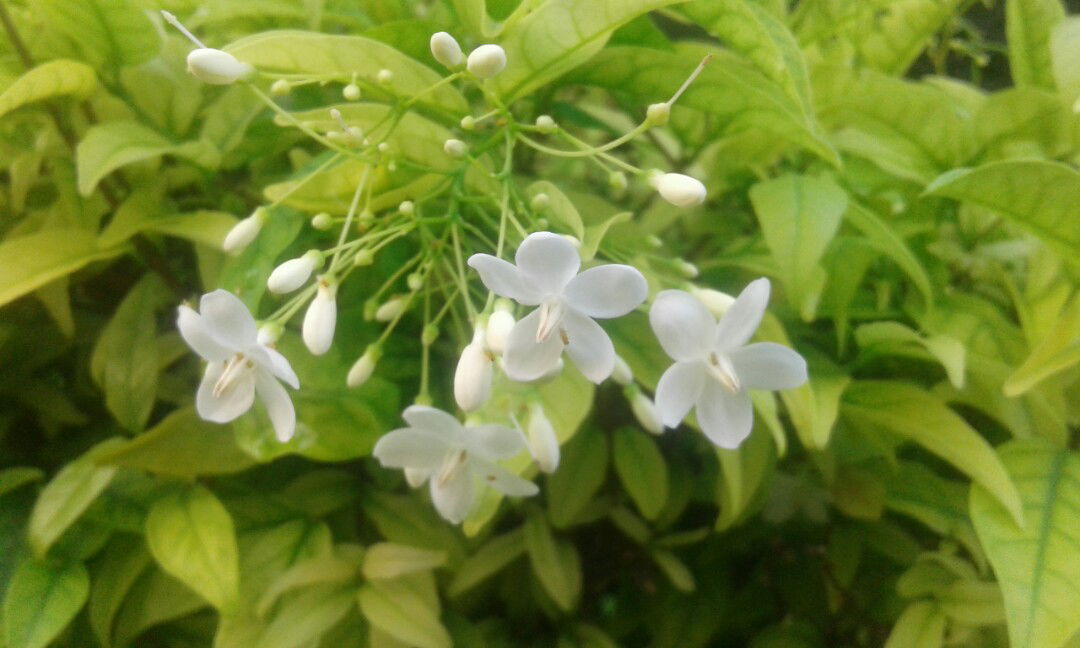 แม่น้องลลิน profile icon