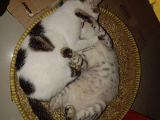 Yan Evi profile icon