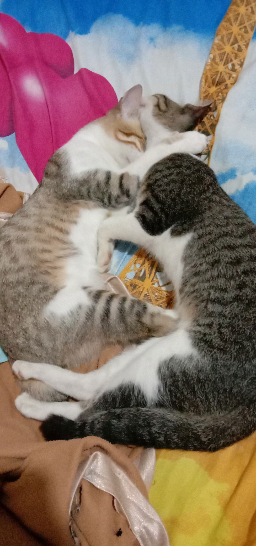 Dina Tan profile icon