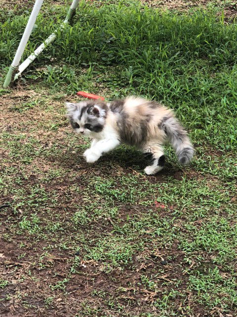 Mengmeng profile icon