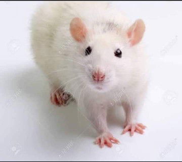 Kylaaaa profile icon