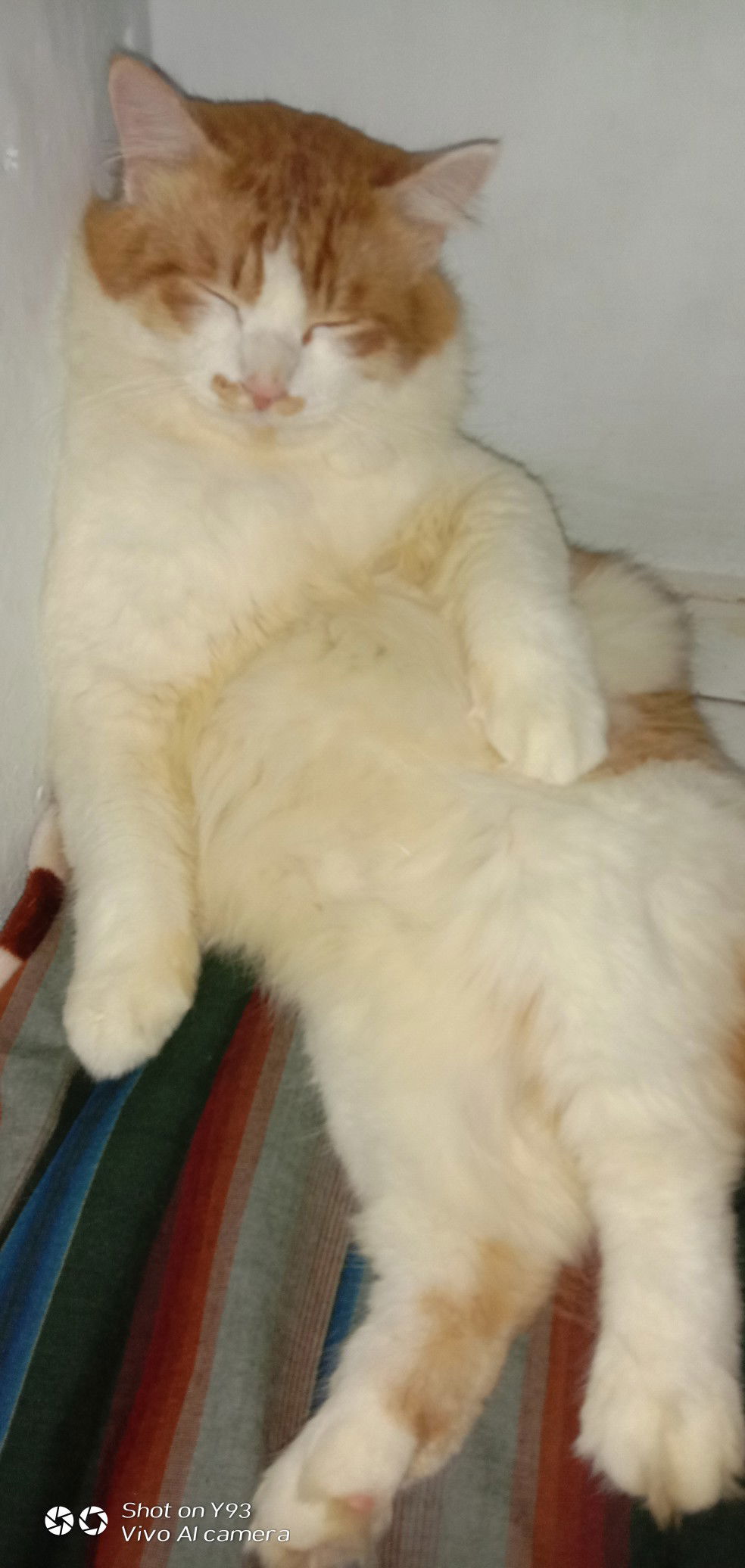 memelihara kucing saat hamil