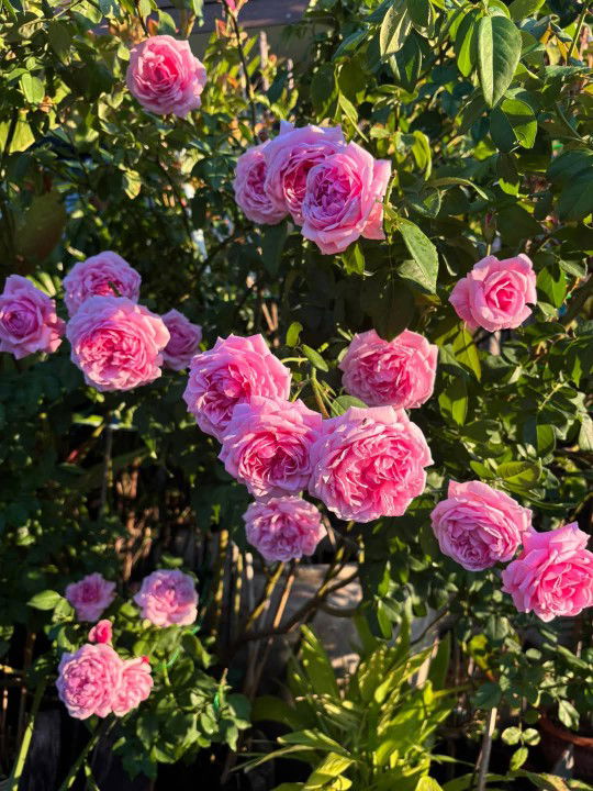 anyaphakthita profile icon