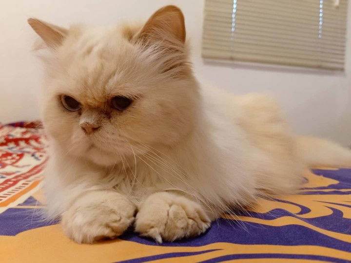 Fatkhul Fauziyah profile icon