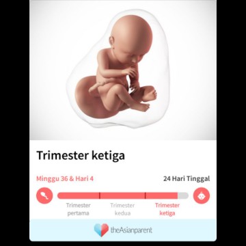 pregnancy