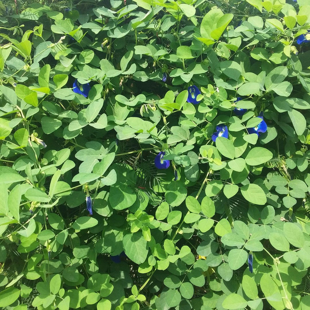 mom of double C profile icon