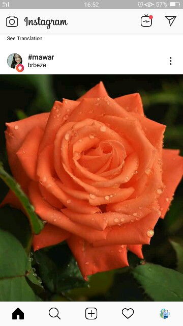 BBOOLLAA profile icon