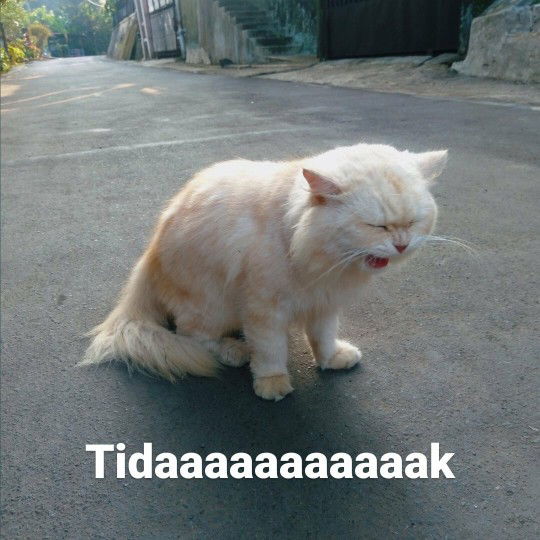 Sugar Cat profile icon