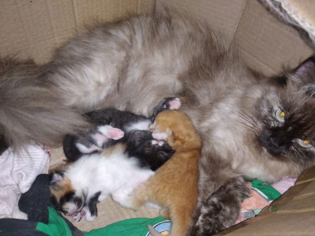 yee anak kurcaci aku lahir jadi semangat ngerasaiin hamil bawaan TM 1