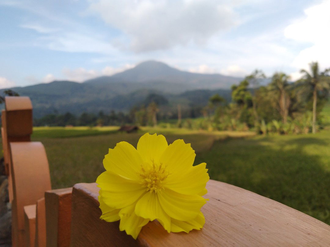 Ami Zahru profile icon