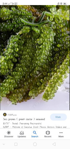 Sea grapes / lato
