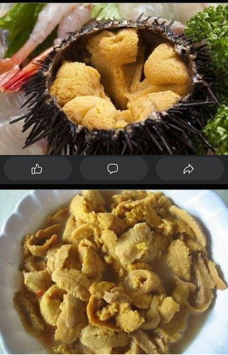 Sea Urchin/Tuyom
