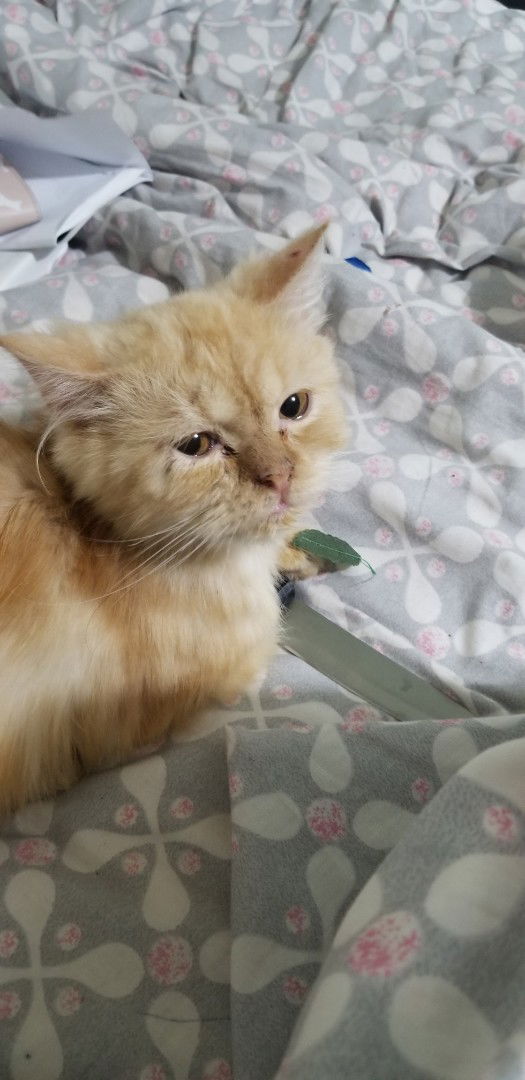 MariKiT profile icon