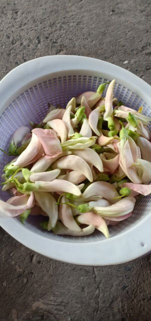 Minh Khue Ng profile icon