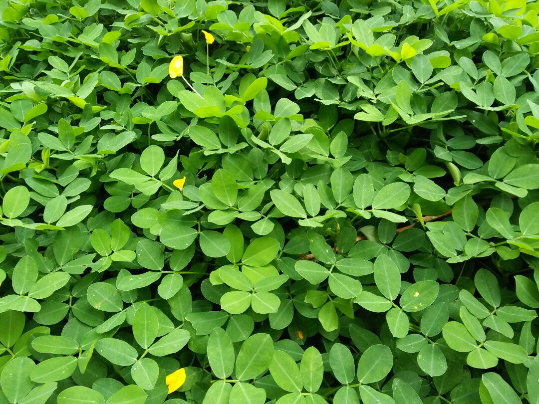 maria ulfa miftakhul jannah profile icon