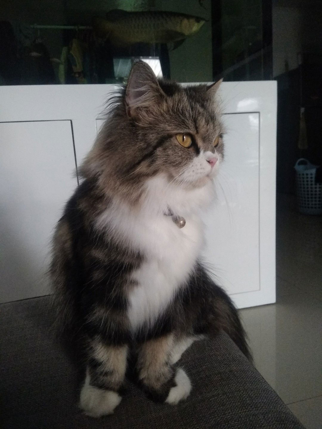 Napapon Saenyindee profile icon