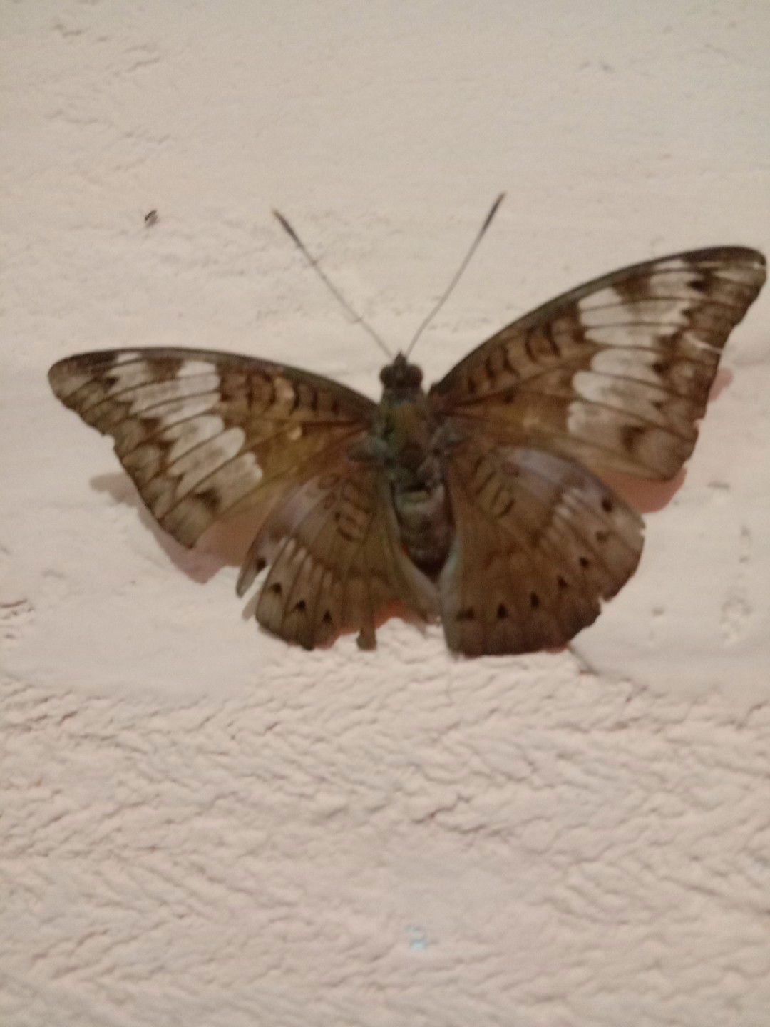 Sintia ika agustin profile icon