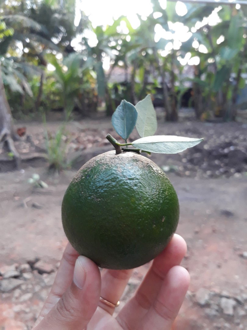 Ayu Apriliani profile icon