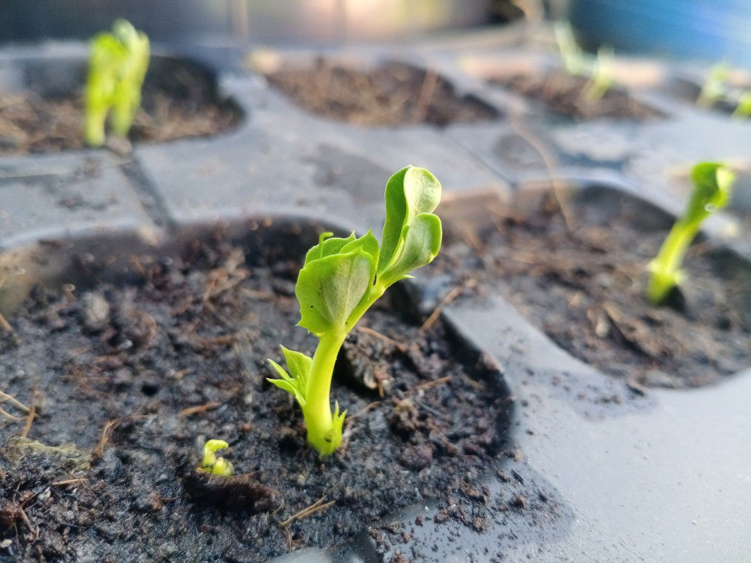 Boonsiri profile icon