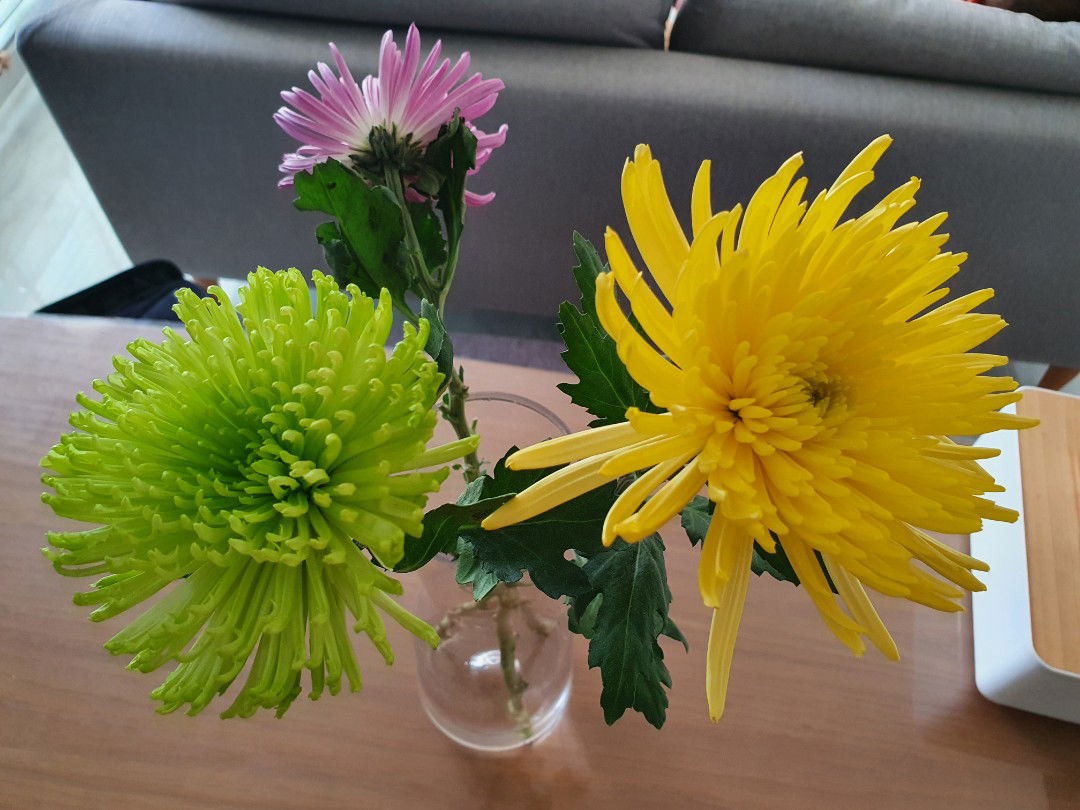 Donna Belle profile icon