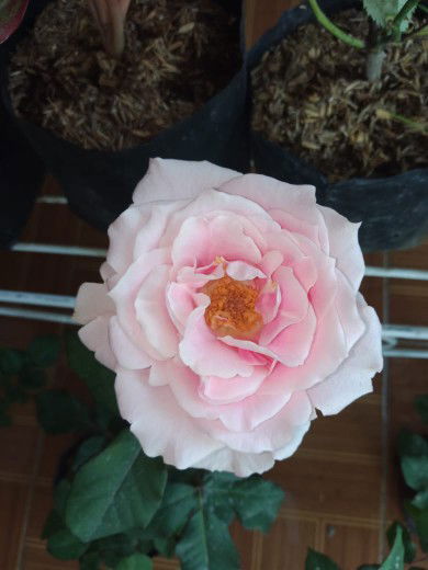 LAILI FAUZIAH profile icon