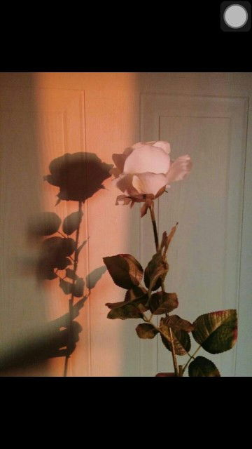 Priatn II profile icon