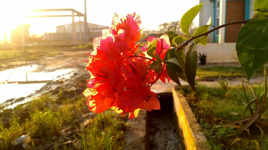 Ummu Hanifah profile icon