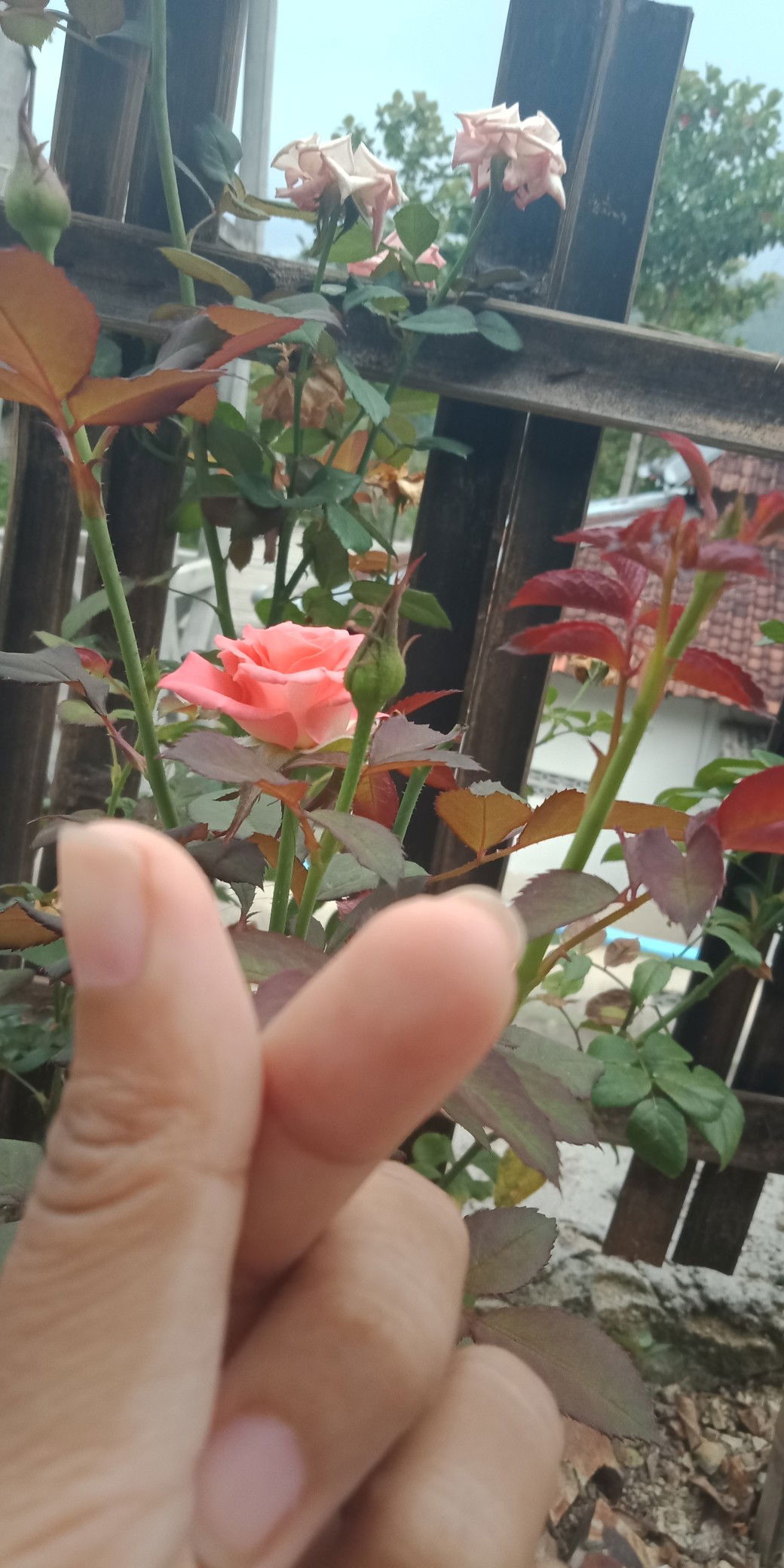 Nur Kayati sasongko profile icon