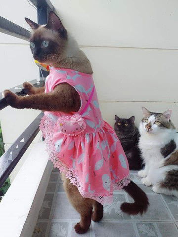 หนูนา profile icon