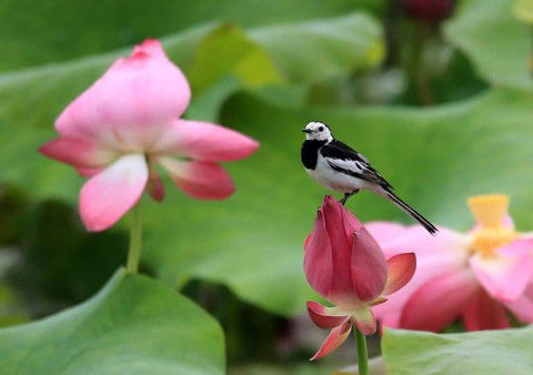 aixa mitz profile icon