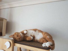 farahdifa mardani profile icon