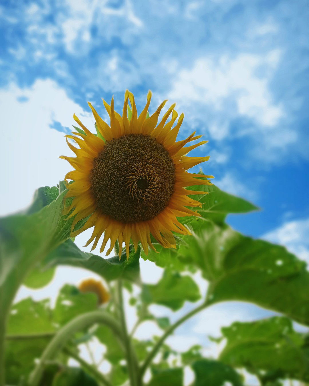 zulfaah profile icon