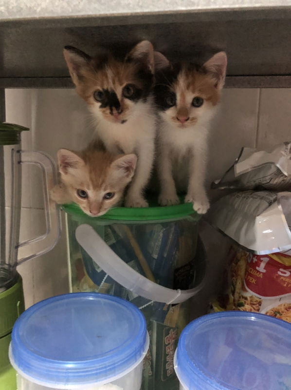 Dhia Sara profile icon